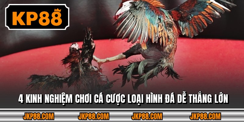 4 kinh nghiệm chơi cá cược loại hình đá dễ thắng lớn