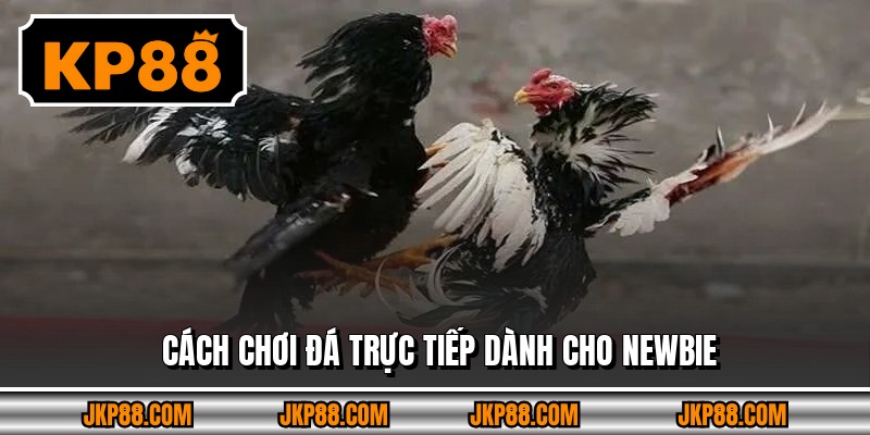 Cách chơi đá trực tiếp dành cho newbie