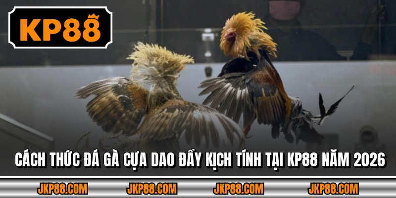 Cách Thức Đá Gà Cựa Dao Đầy Kịch Tính Tại Kp88 Năm 2026