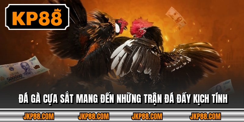 Đá gà cựa sắt mang đến những trận đá đầy kịch tính