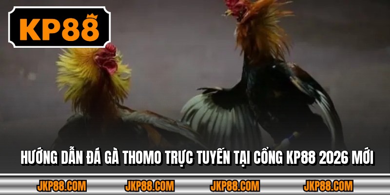 Hướng Dẫn Đá Gà Thomo Trực Tuyến Tại Cổng Kp88 2026 Mới