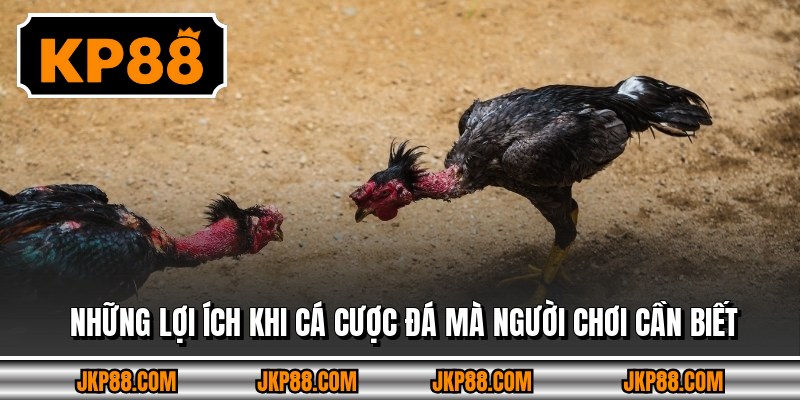 Những lợi ích khi cá cược đá mà người chơi cần biết