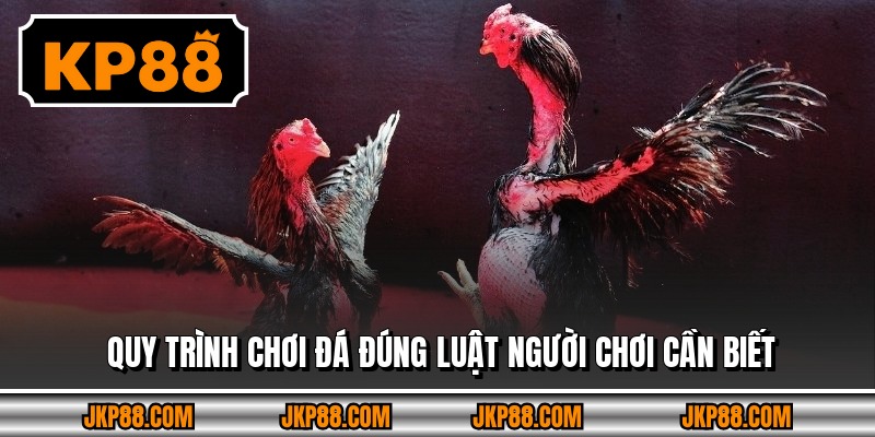 Quy trình chơi đá đúng luật người chơi cần biết