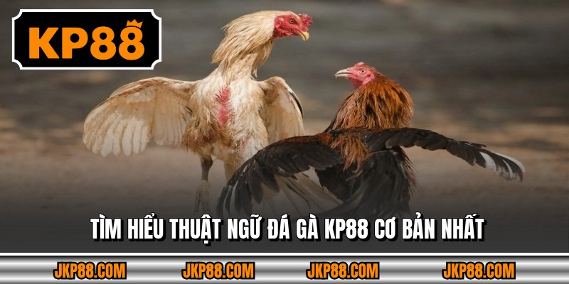 Tìm hiểu thuật ngữ đá gà KP88 cơ bản nhất