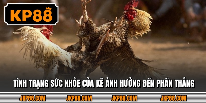 Tình trạng sức khỏe của kê ảnh hưởng đến phần thắng