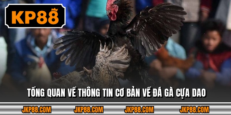 Tổng quan về thông tin cơ bản về đá gà cựa dao 