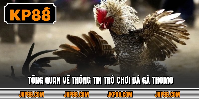 Tổng quan về thông tin trò chơi đá gà Thomo